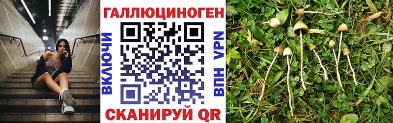 Галлюциногенные грибы Psilocybine cubensis  Кемь 